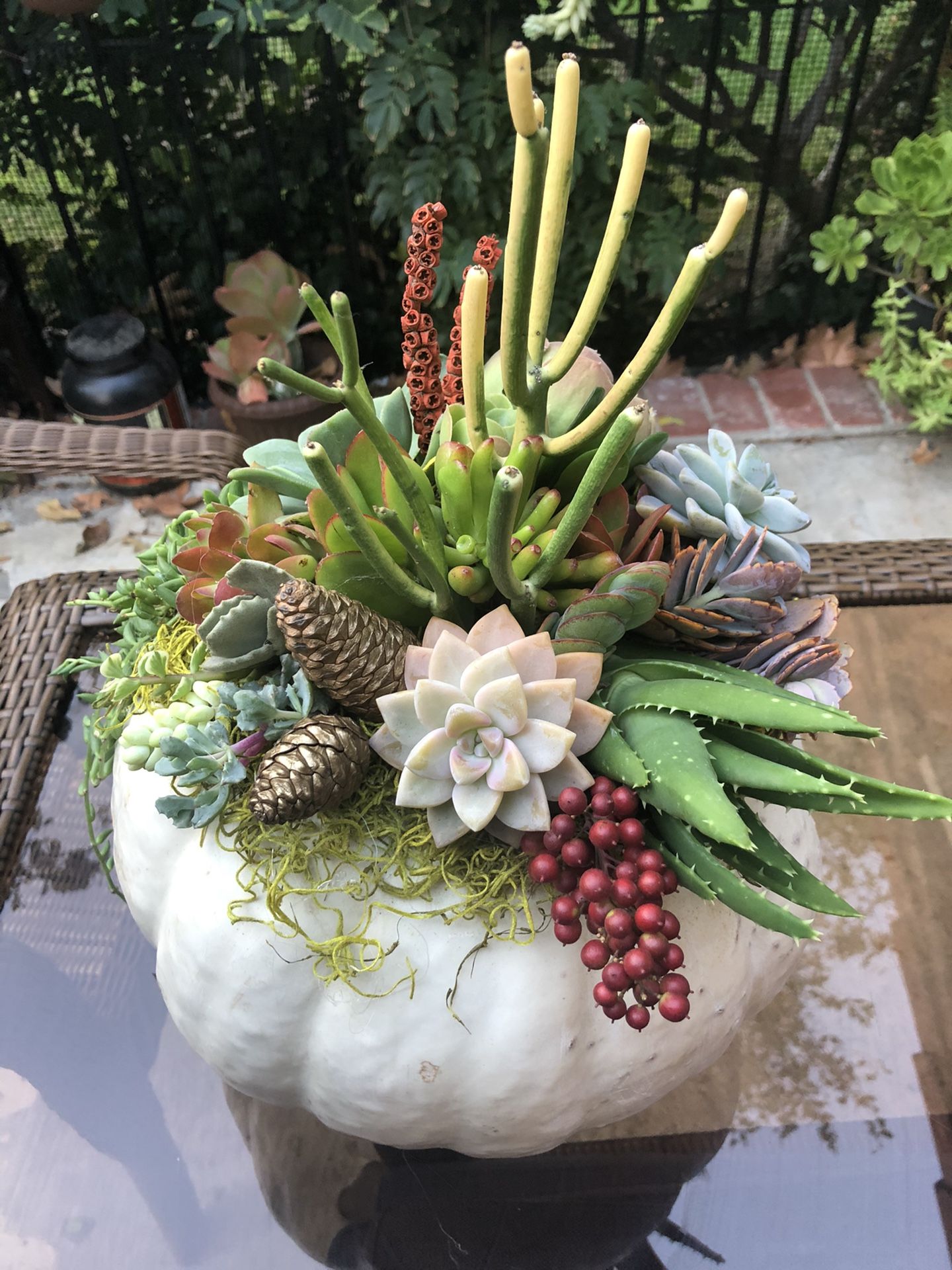 White Pumpkin with Succulents