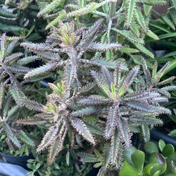 6” Pot Mother-of -a-Thousand Succulent