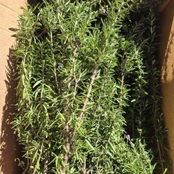 Fresh Rosemary Sprigs