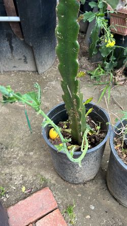 Dragonfruit