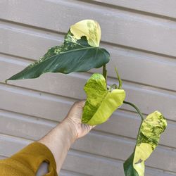 philodendron domesticum variegated