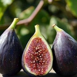 🌿 Violette de Bordeaux Fig Trees – More Varieties  Coming Soon! 🌿