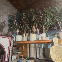 Artificial Ficus 10 Of Them 