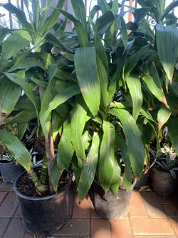 Dracaena