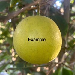 Árboles de limas Dulces
