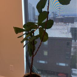 Fiddle Leaf Tree 