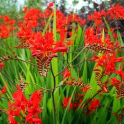 Bags of ‘Lucifer’ Crocosmia Bulbs Plants
