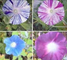 Exotic Morning Glory Vine Plants for trellises, fences, porch railings etc.