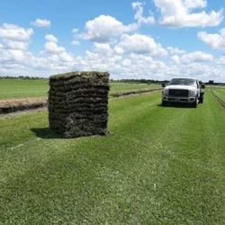 Saint Augustine Sod Floratam & Palmetto 