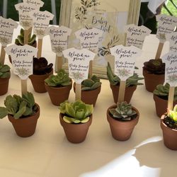 Made To Order Succulent Clippings In Cups/terra Cotta Pots For Events (weddings, Baby Showers, etc) & Garden Projects 