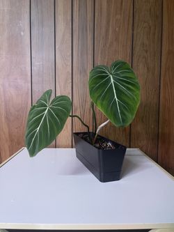 Philodendron Gloriousm