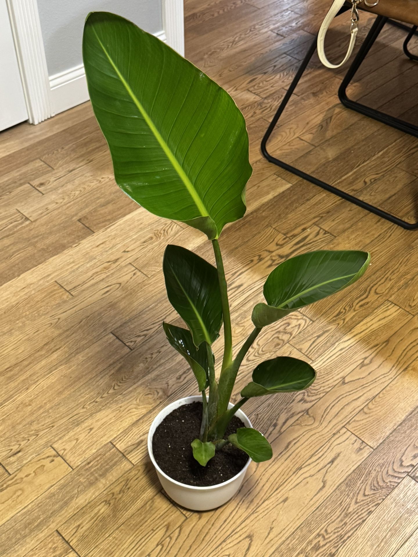 White Bird Of Paradise