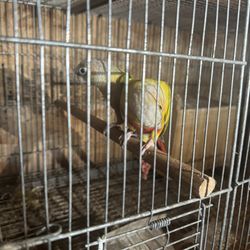 Birds Cage