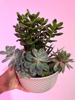 Live Pretty Succulent plants bowl