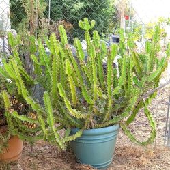 Huge Zigzag Euphorbia Cactus Plant In A Lovely Pot