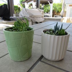 Set Of Light Green Print & White Print Garden Pots With Succulents 
