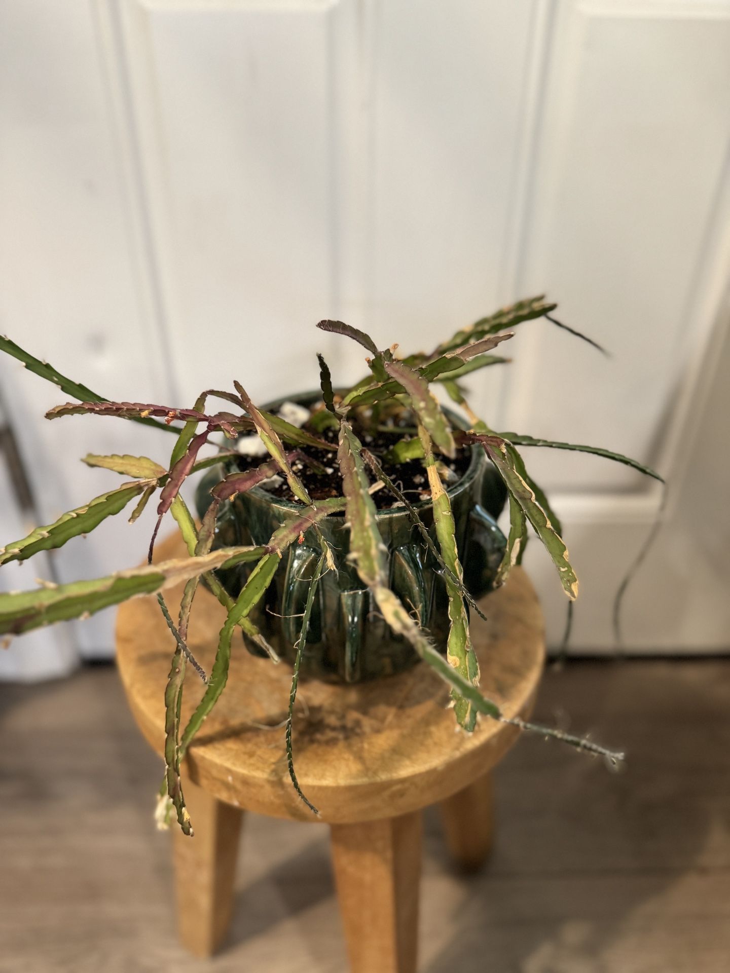 Hurricane Cactus (almost Blooming) In Ceramic Glaze Planter Succulent Cactus Indoor Plant