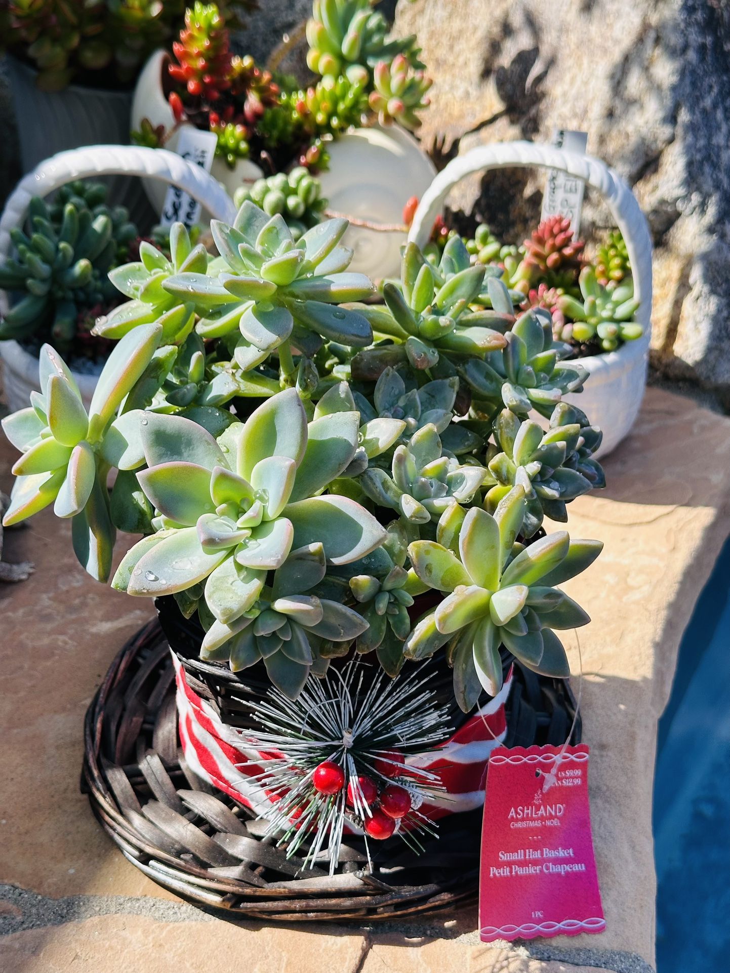 Succulents In Basket Hat 
