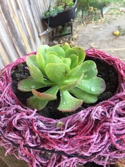 Succulent in basket