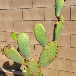 Cactus Plant 🌵