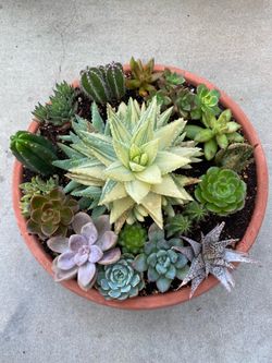 Succulent and cacti planter mix