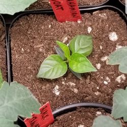 Tomato & Pepper plants 