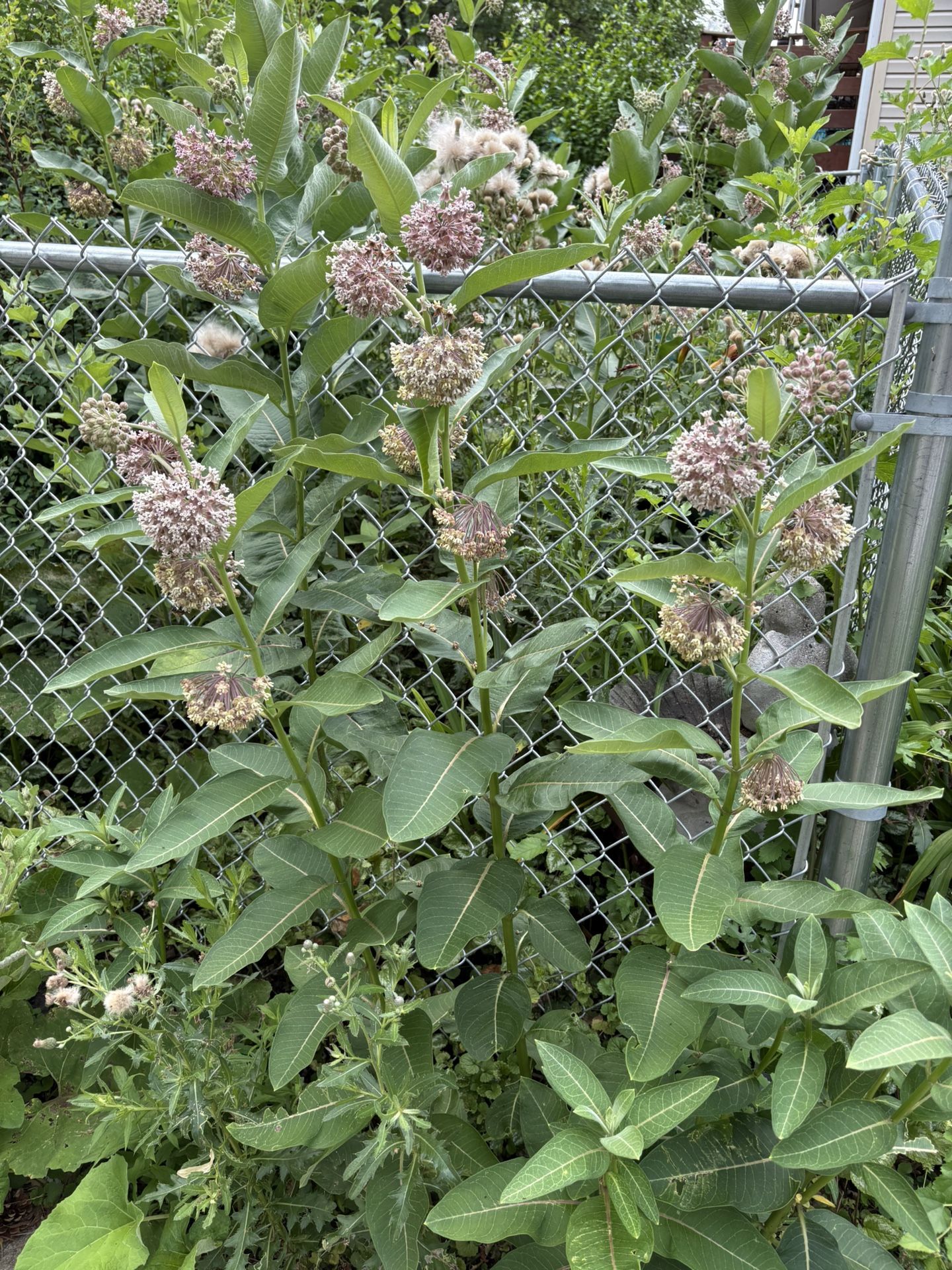 MILKWEED FLOWERING perennial PLANTS SEVERAL AVAILABLE