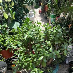 Beautiful Succulent 