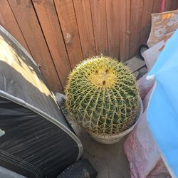 Two Large Barrel Catus