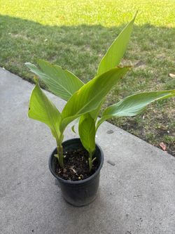 Canna Lily orange