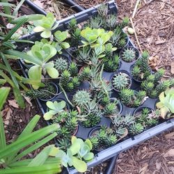Tray Of 30 Succulents 