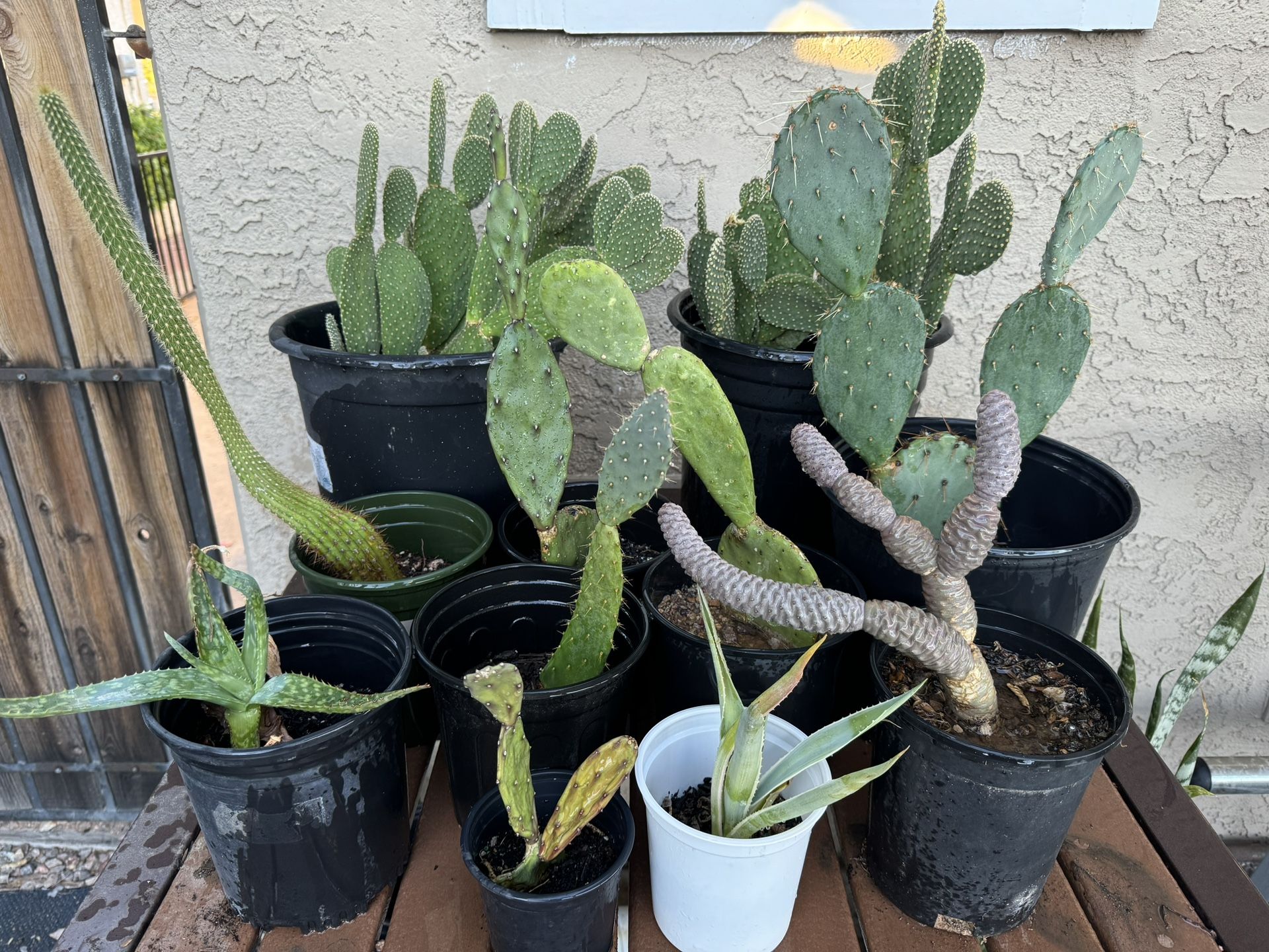 Cactus Plants For Sale 