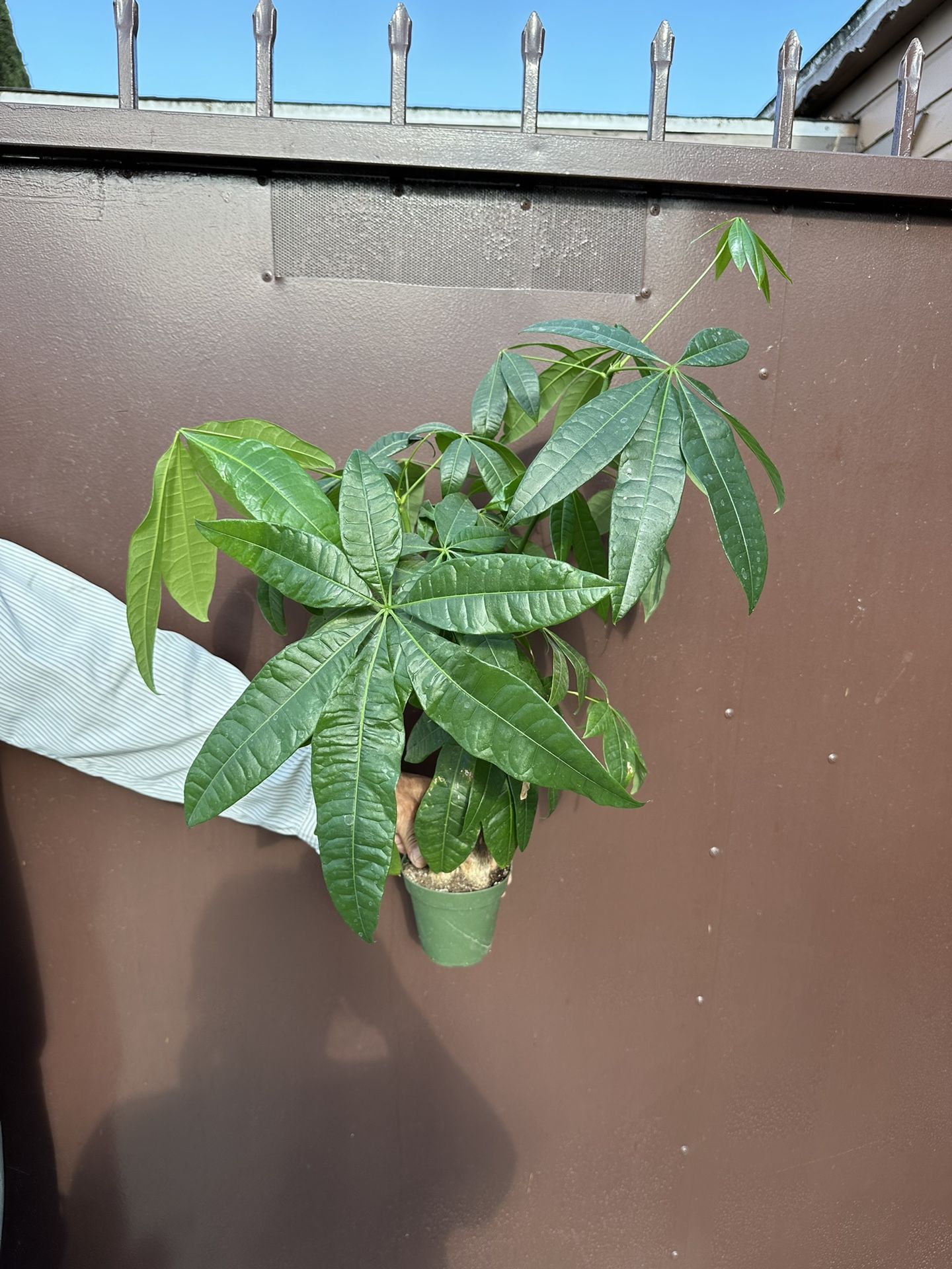 4” Big Money Tree