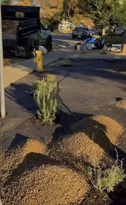 Garden/lawn
