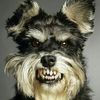 Angry Dog