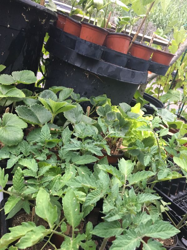 Vegetable plants for sale for Sale in San Diego, CA OfferUp