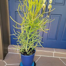 Big pencilstick Plant In Blue Pot