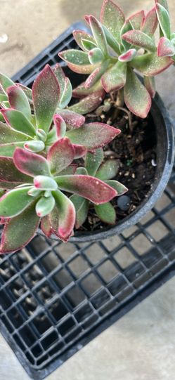 Beautiful Fred Ives plants