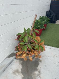 Free plant Pot Not Included must read details