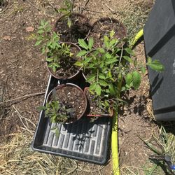 Tomato Plants Heirlooms