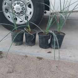 Red Yacca Plants 