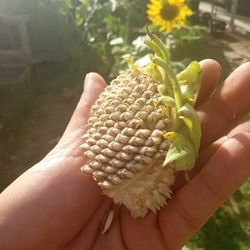 Handful Of Fresh Healthy Sunflower 🌻 Seeds 