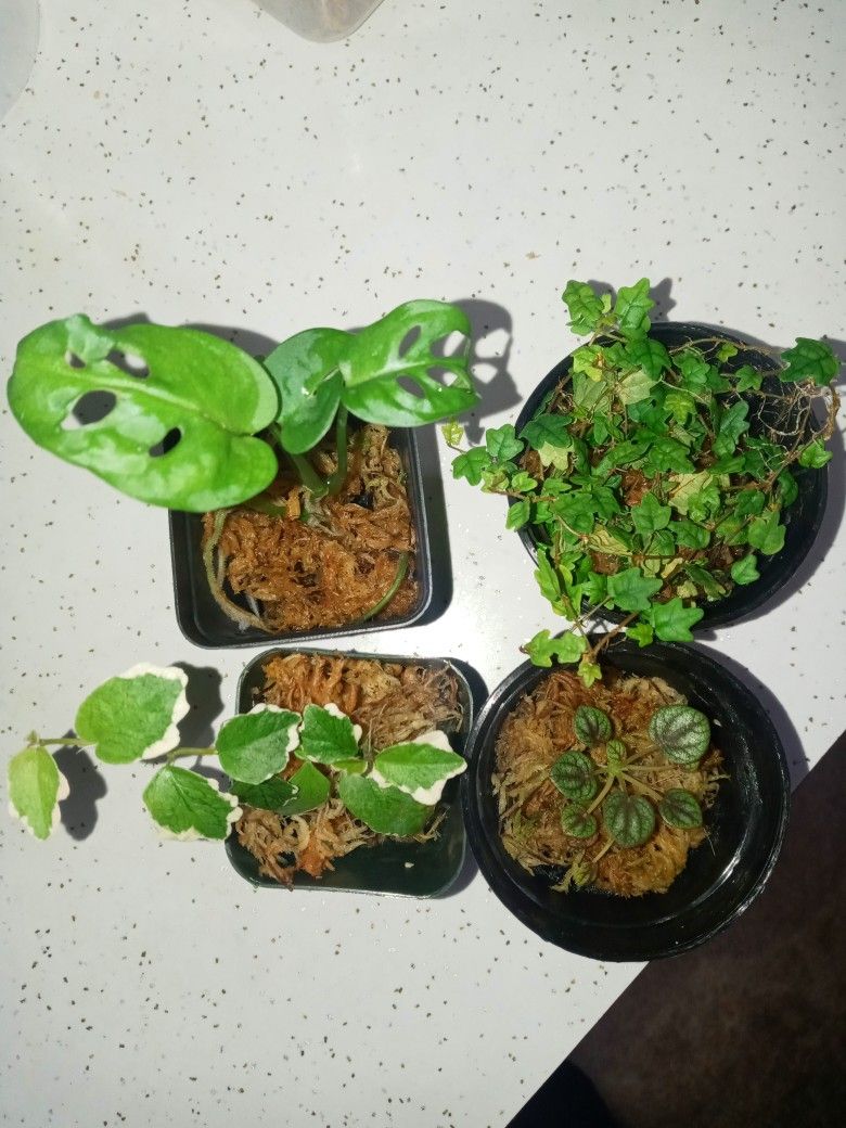 Plants And More!