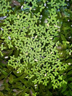 Duckweed for SALE!