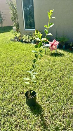 Young pink mandevilla plant in a Pot