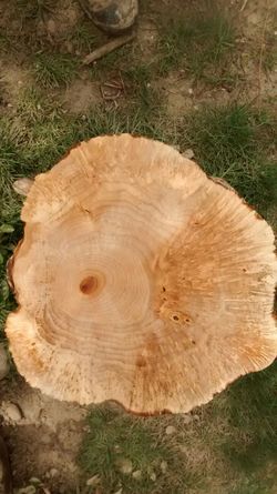 Maple burl end table slab.