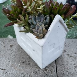 Succulents Plants In Ceramic House Pot
