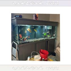 Elite Aquarium Setup - First-Class Quality nature support