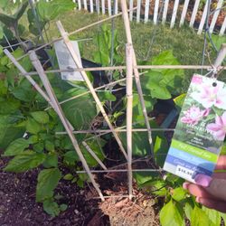 Two Free Clematis Plants