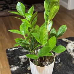 ZZ Indoor Plant